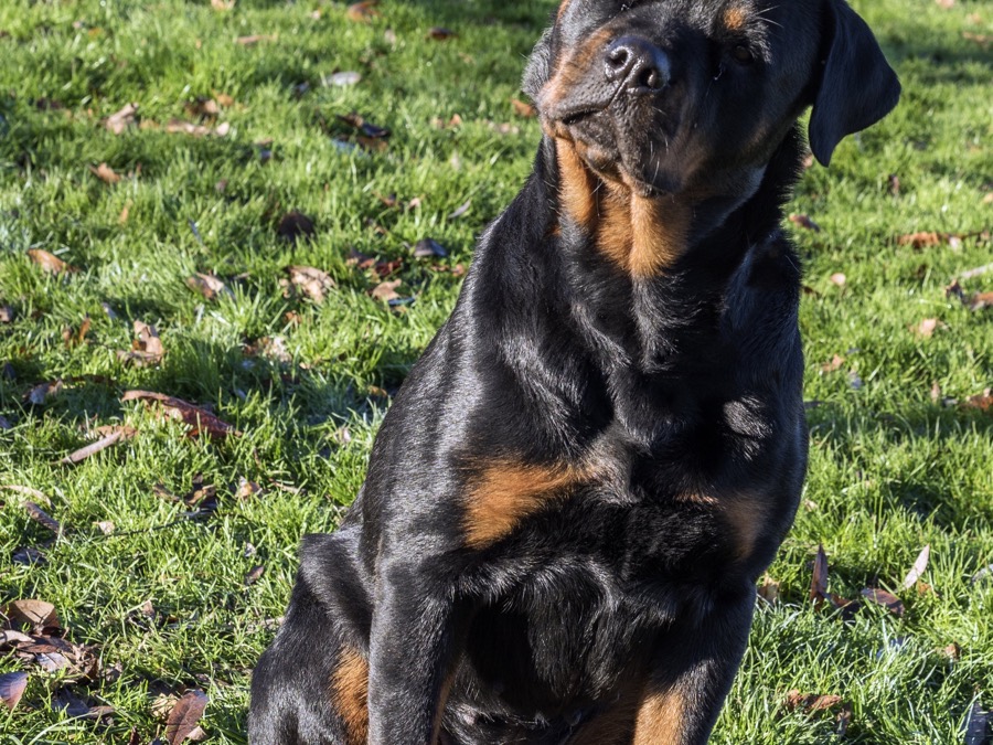 Dog focused on handler cue