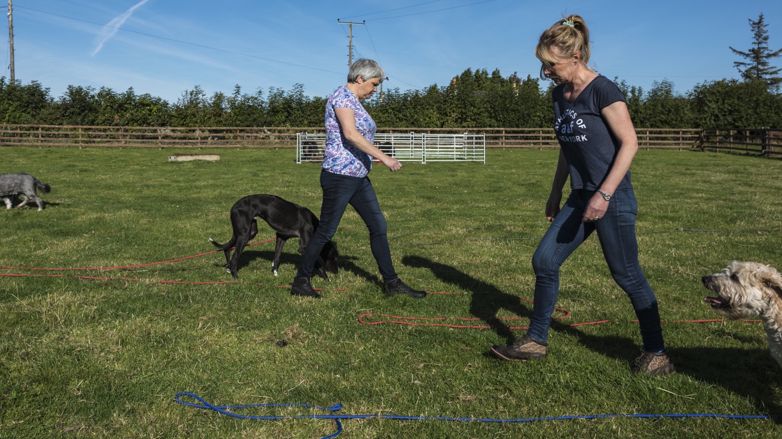 Owners training dogs in a guided group class