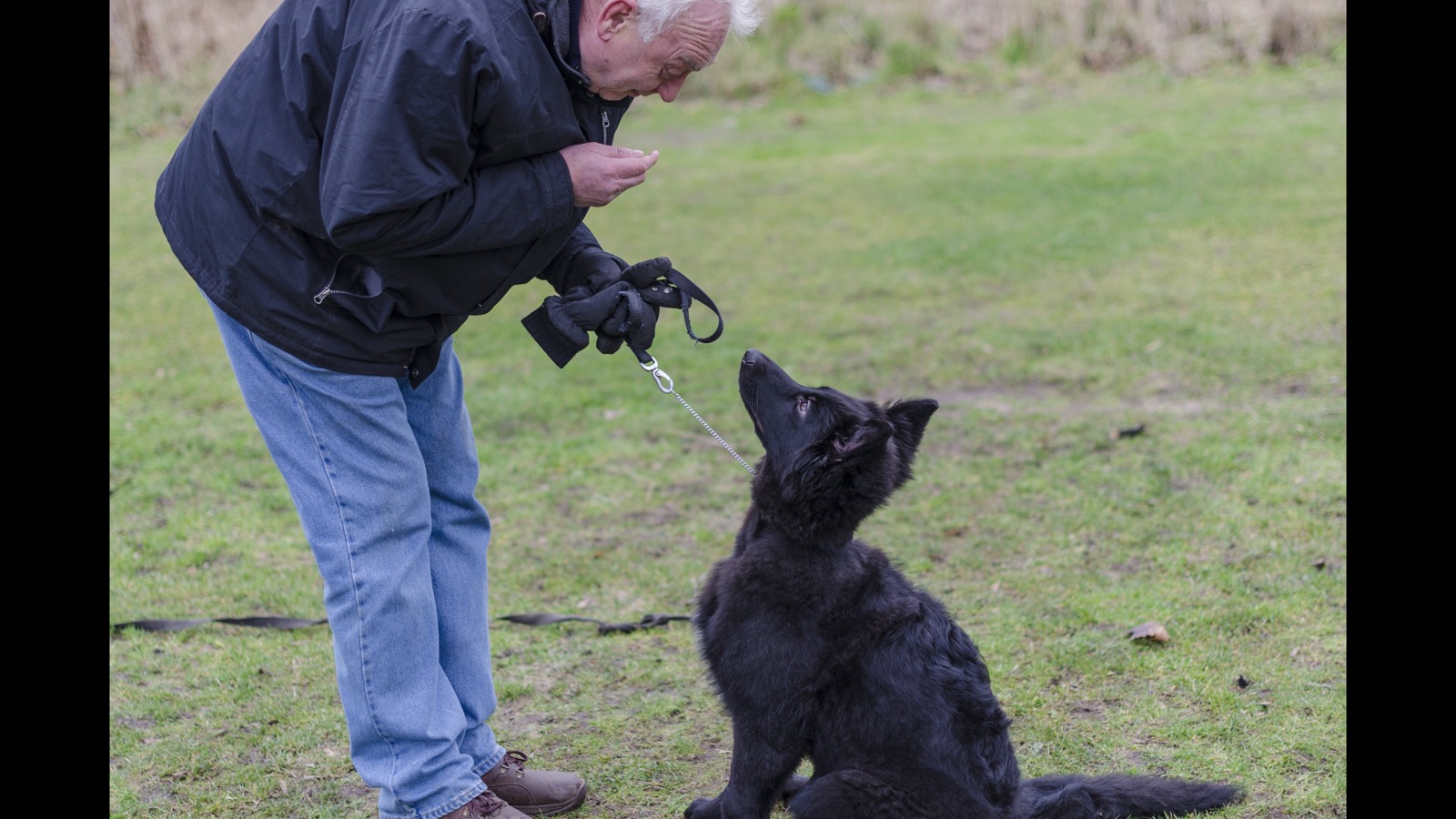 Marco working calmly with a dog during training