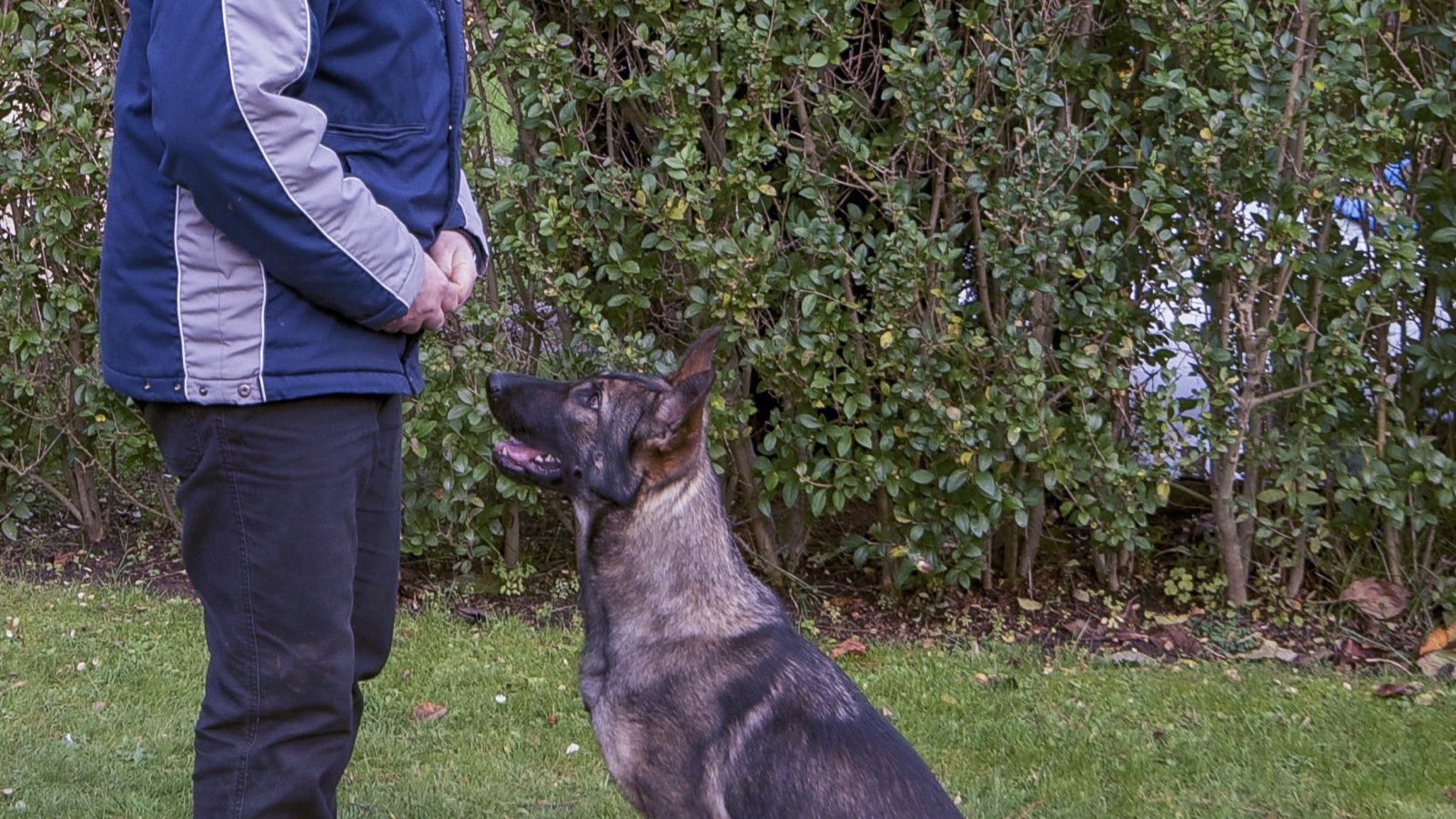 Trainer and owner with calm dog after successful training